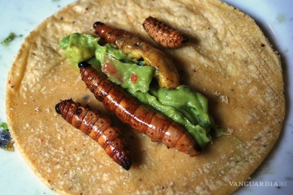 Gusano de Maguey, el codiciado manjar de la gastronomía mexicana