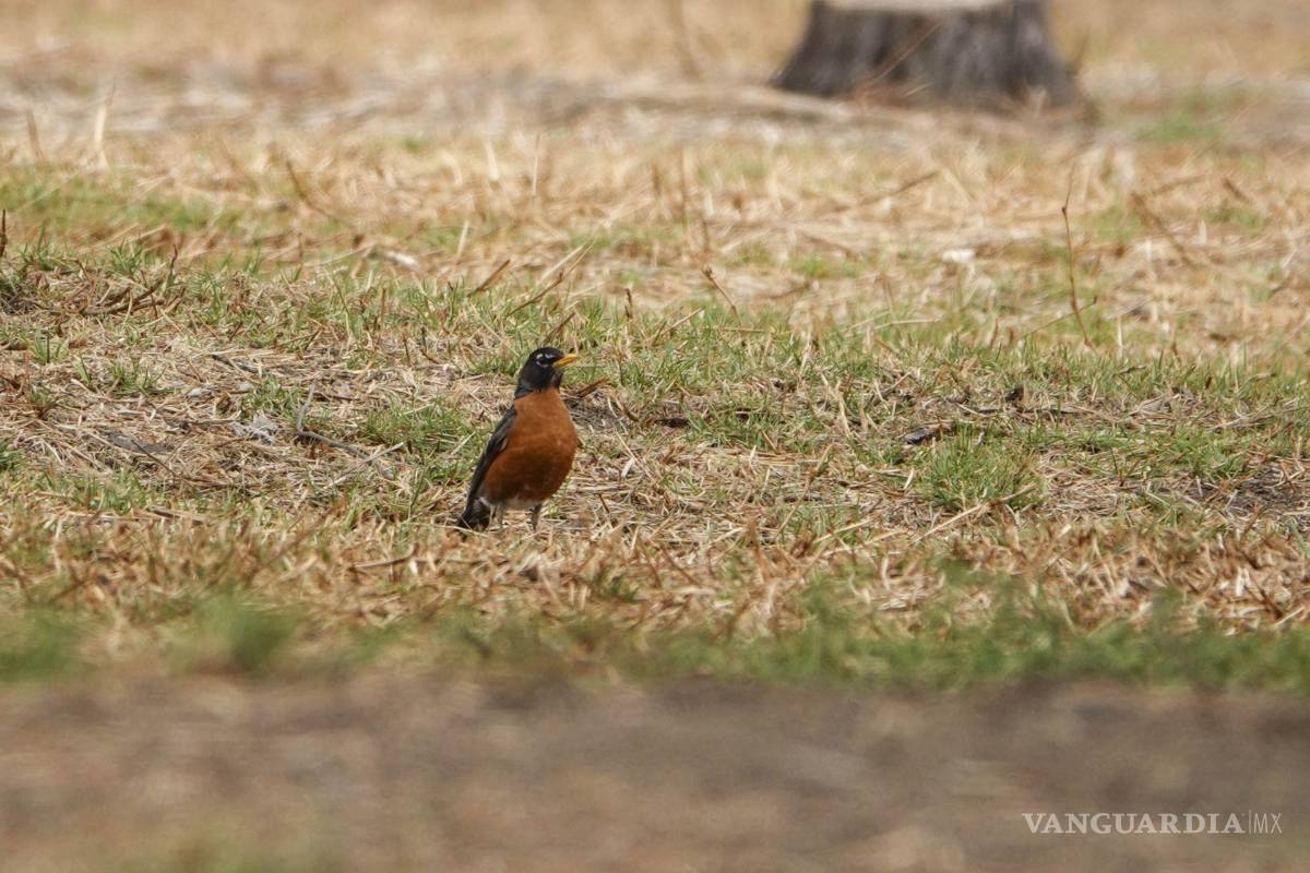 Proteger a las aves y abejas de Saltillo: tips contra el calor extremo
