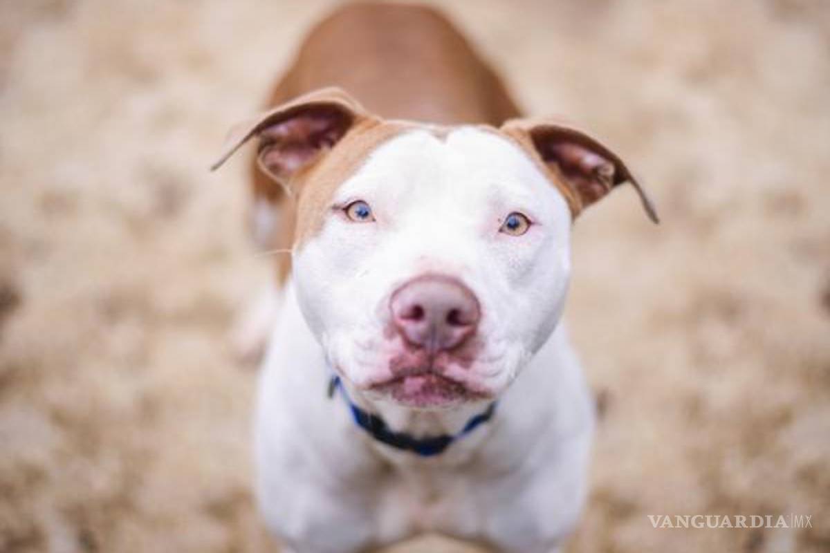 Los Pitbull: Una raza "peligrosamente" amorosa