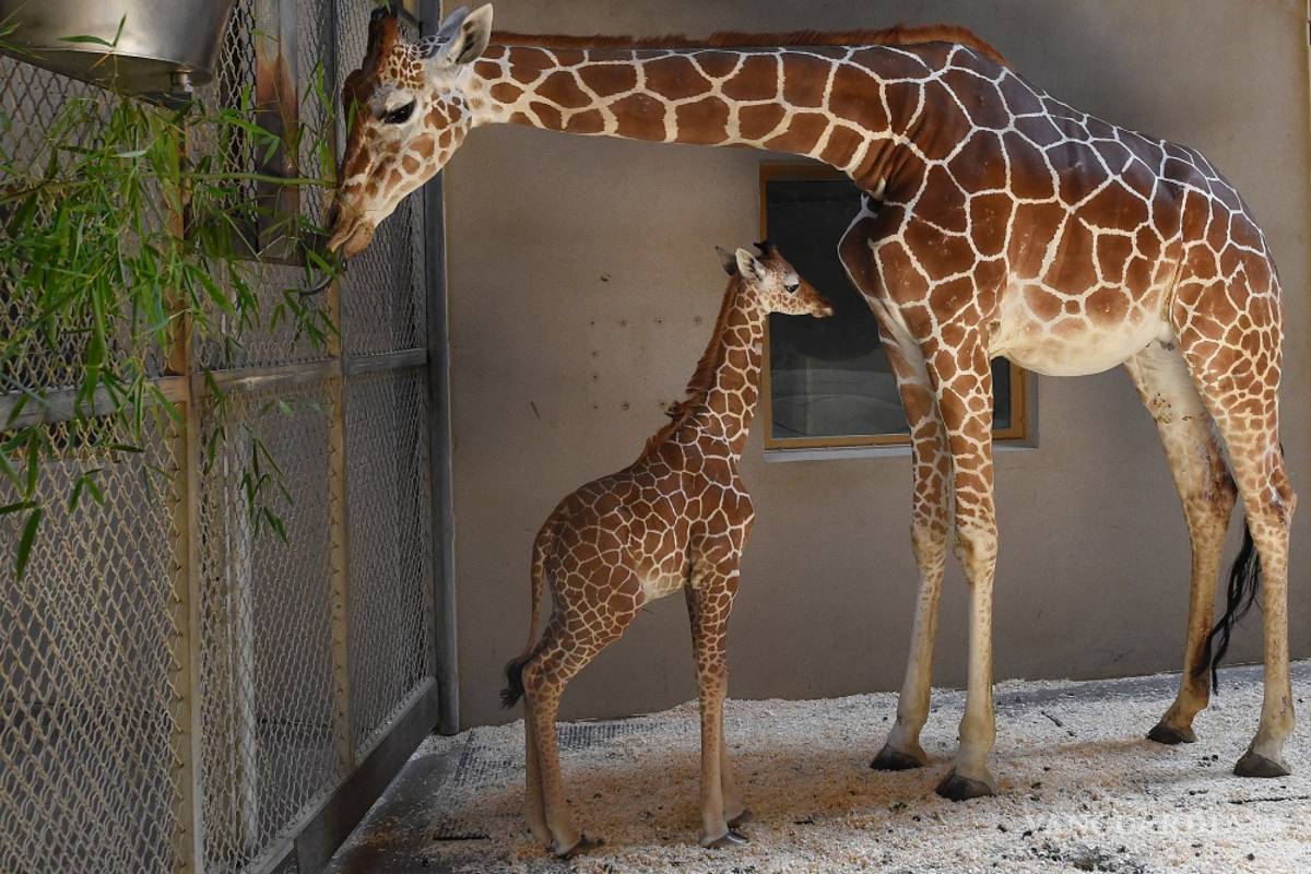 Jirafa bebé recibe segunda transfusión de plasma