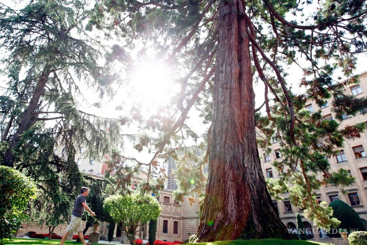 Los árboles narran la historia de la humanidad de cada país