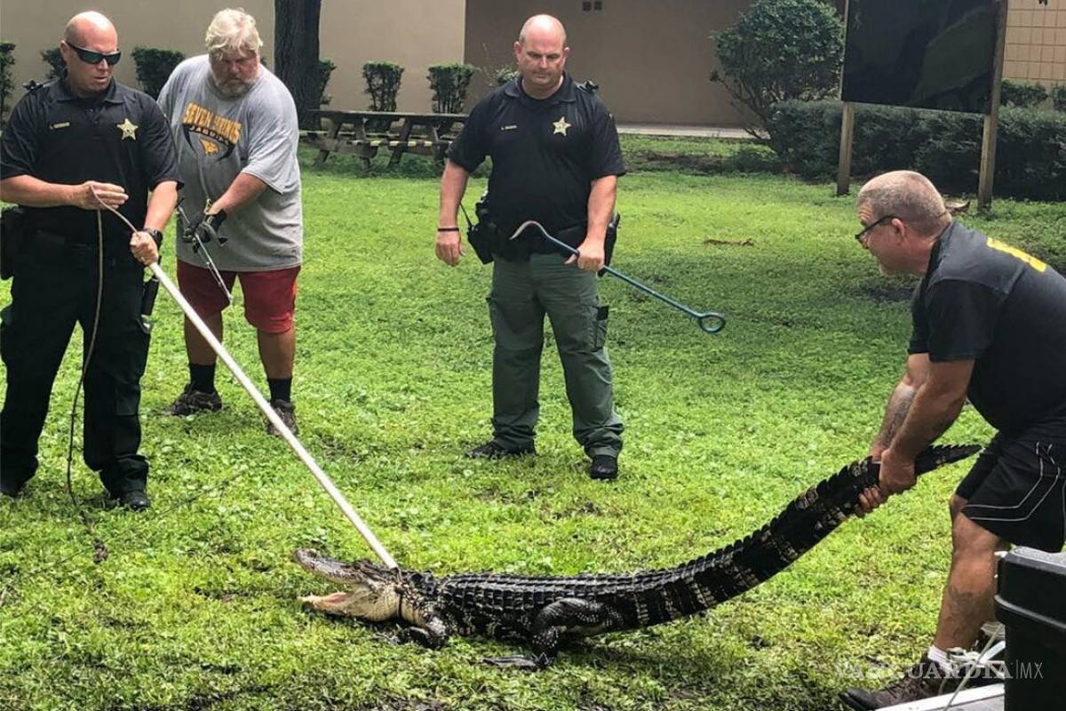 Sacan a caimán de campus de Florida