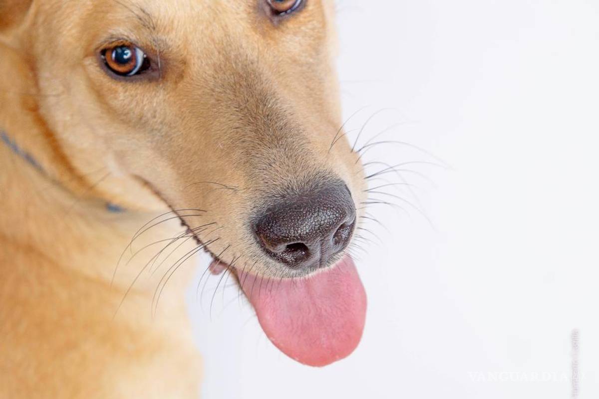 Identifica a tu mascota ¡Seamos dueños responsables!