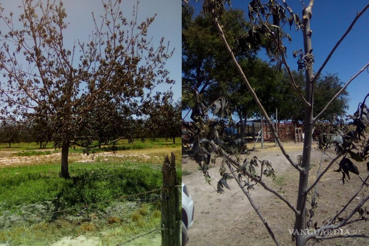 Afecta helada 24 mil empleos en la sierra de Arteaga; por la pizca de manzana se pierden 410 mdp