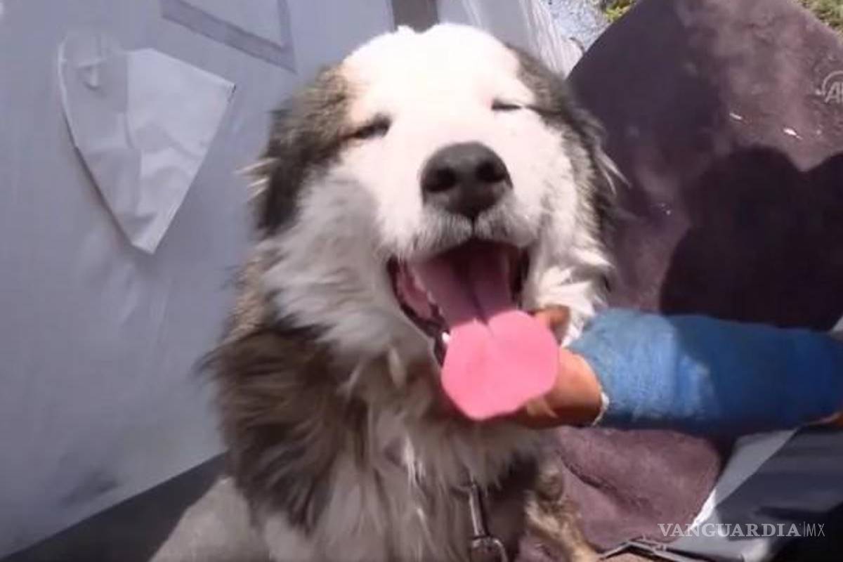 Rescatan a perro después de pasar 23 días bajo los escombros del terremoto de Turquía