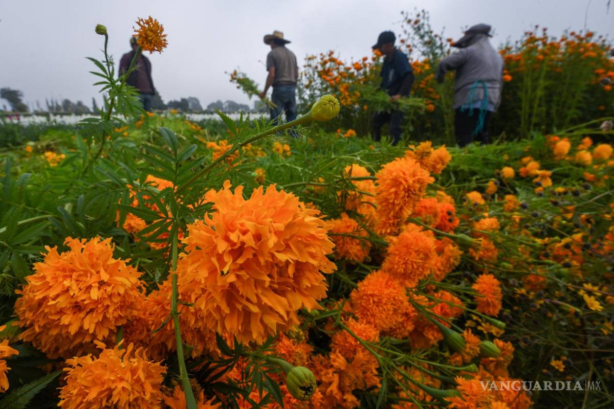 Adelantan venta de flores de cempasúchil por crisis