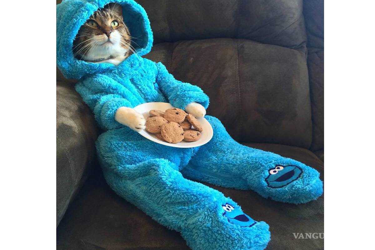 Departamento de Estado de EU envía correo de gatos por error