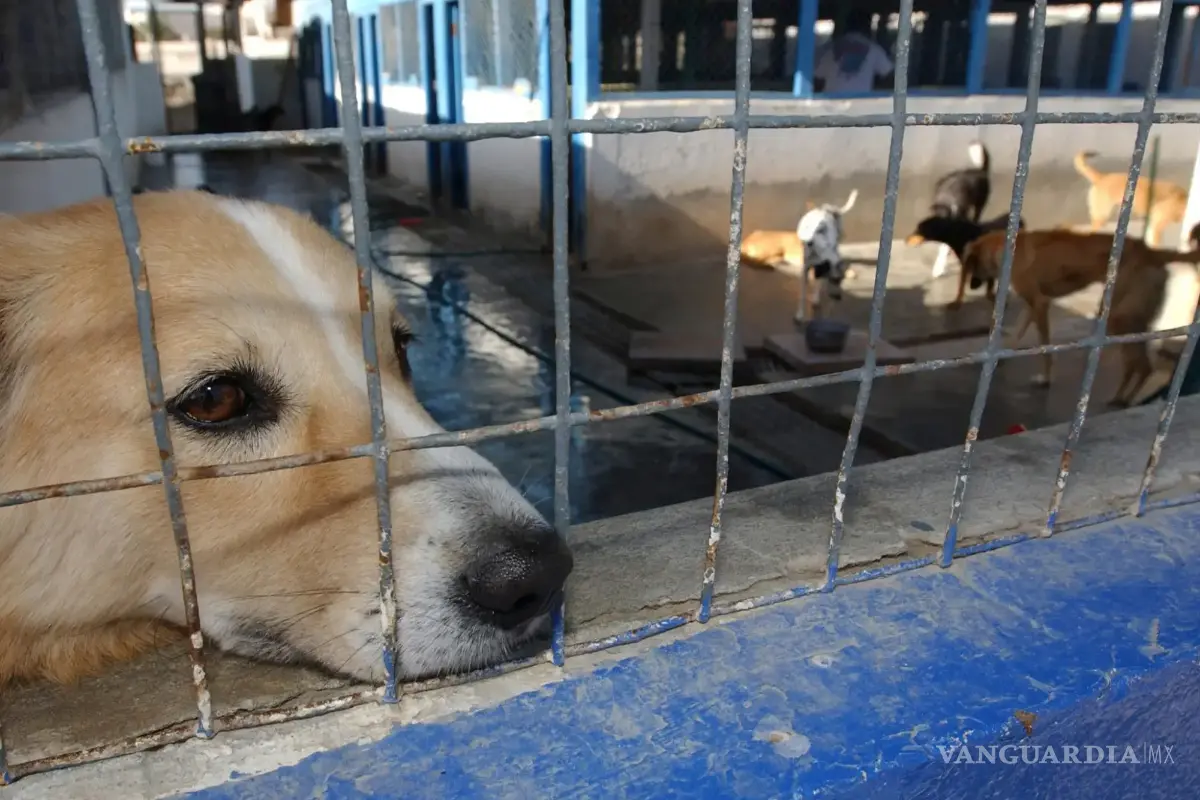 Saltillo tendrá un Centro de Bienestar Animal, en lugar de Control Canino, aún no hay fecha