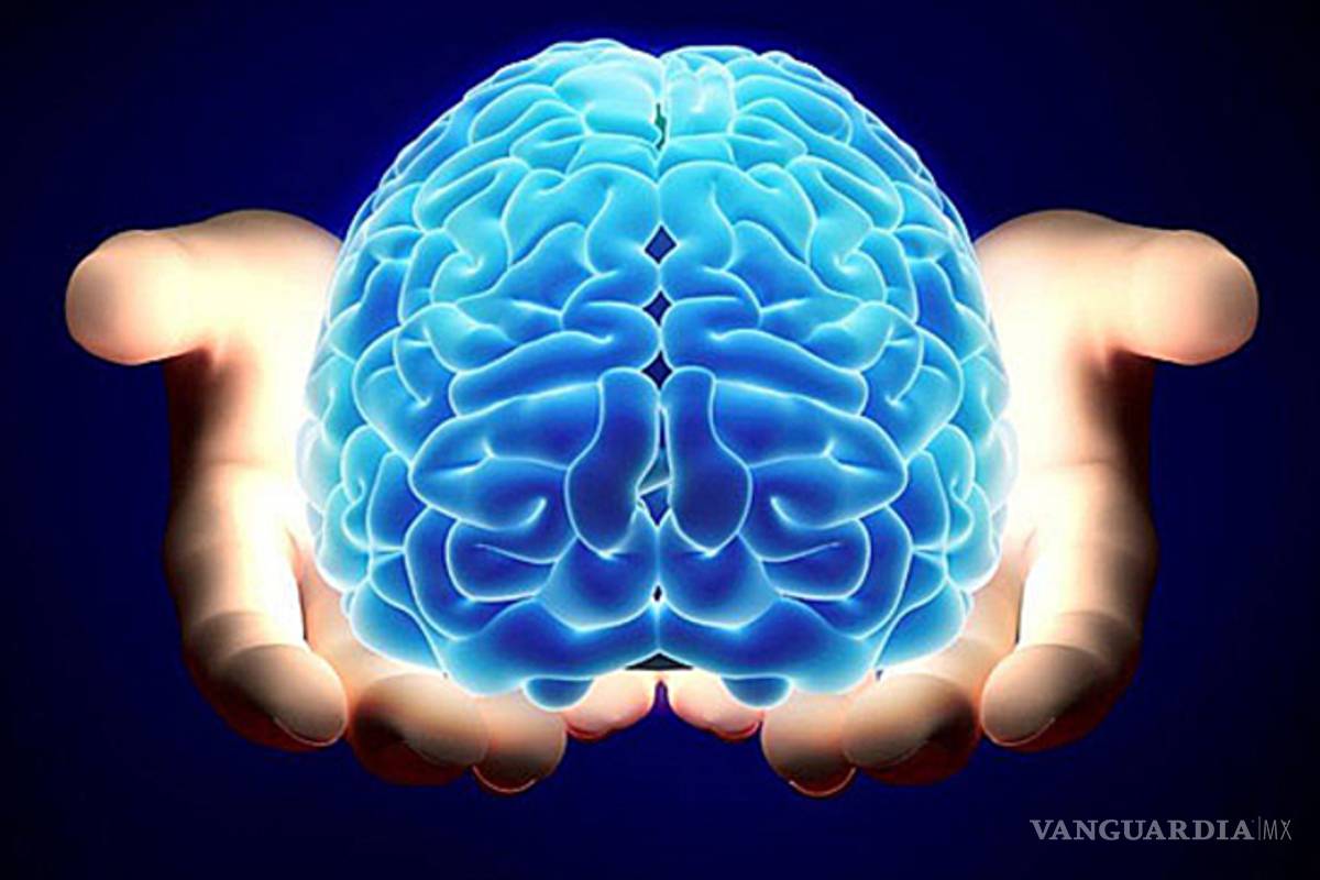 El cerebro olvida para ahorrar energía