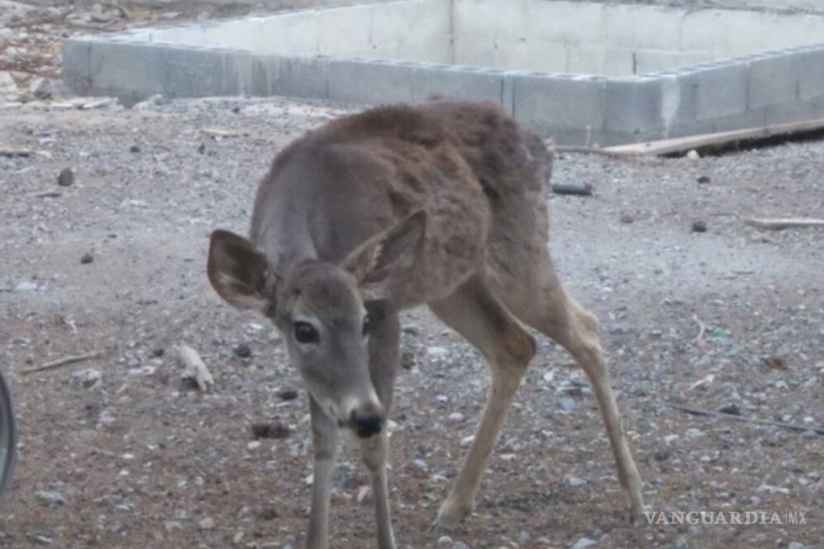Pierde Profepa 12 venados en Nuevo León