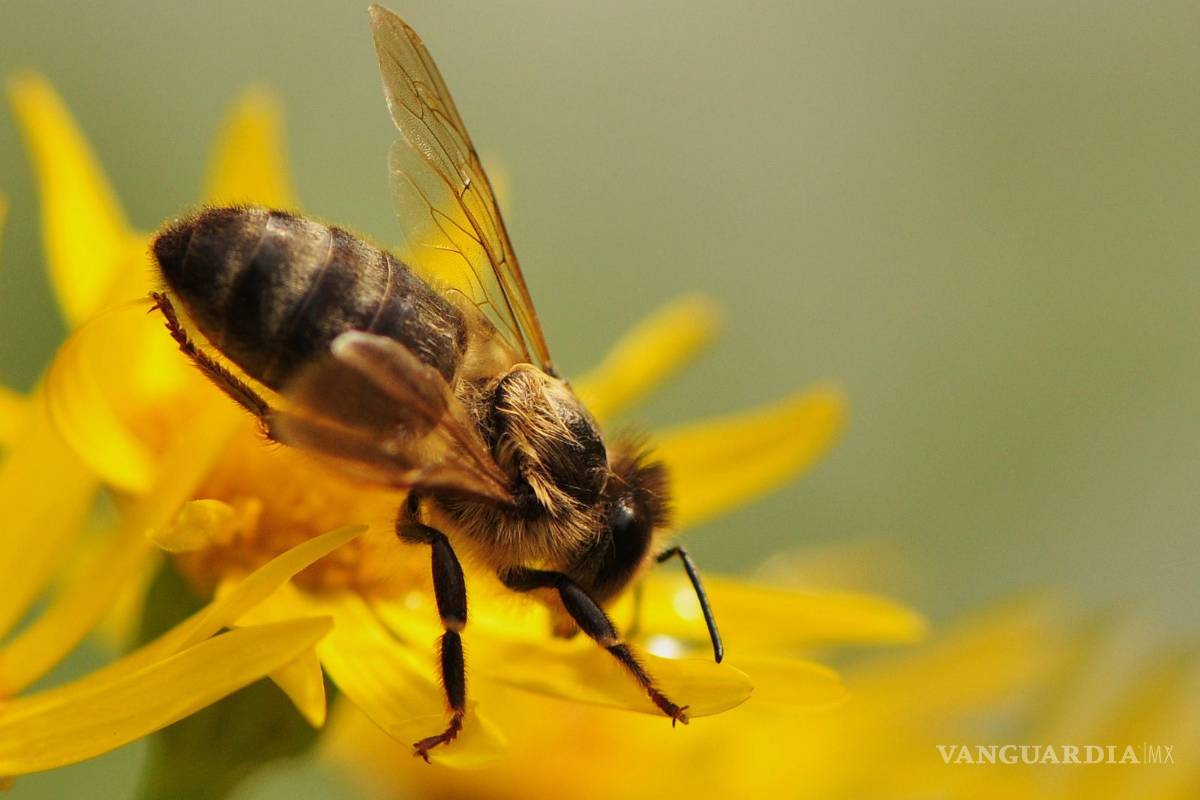 Abejas… ¿adictas a la cafeína?