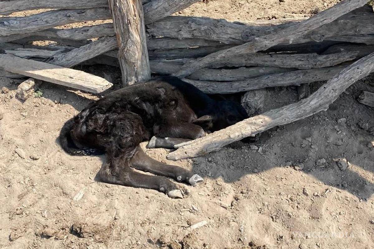 Coahuila: Genera sequía pérdidas de 45 mdp a sector ganadero