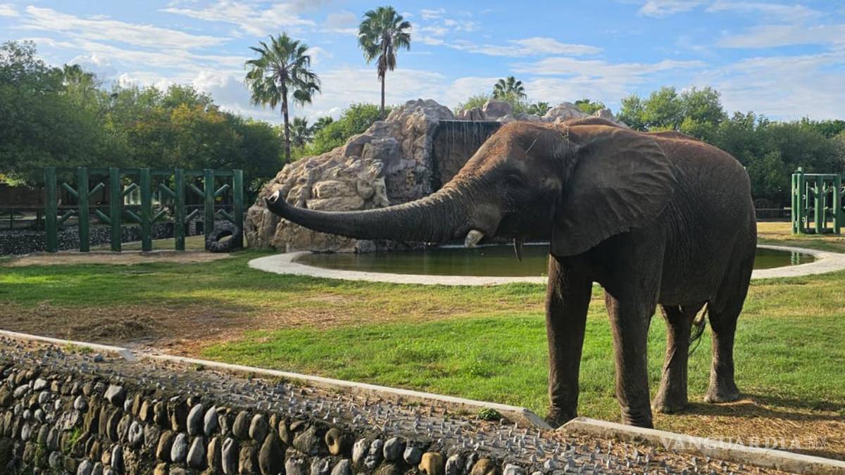 Levanta Profepa clausura al zoológico ‘La Pastora’ tras caso de la osa Mina