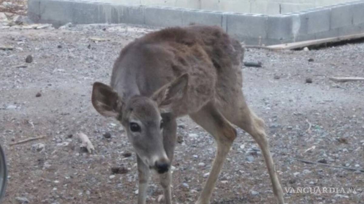 Pierde Profepa 12 venados en Nuevo León