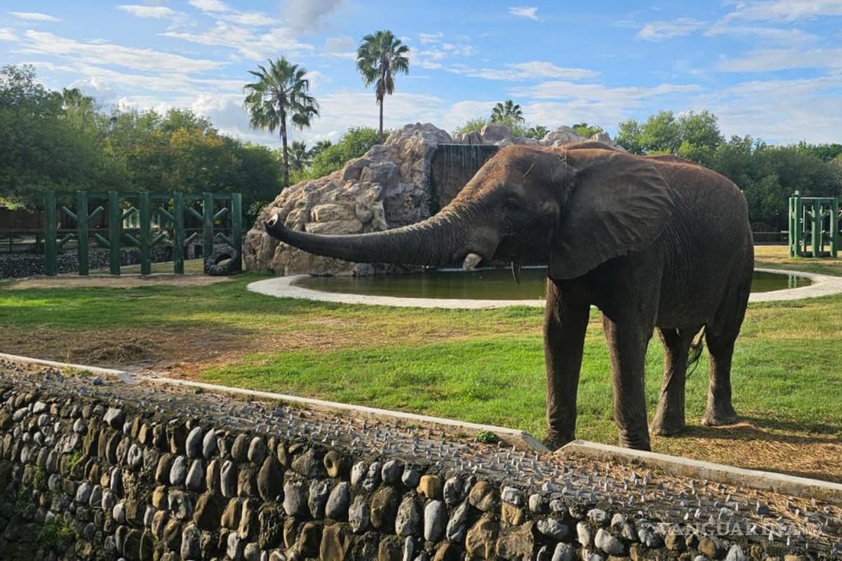 Levanta Profepa clausura al zoológico ‘La Pastora’ tras caso de la osa Mina
