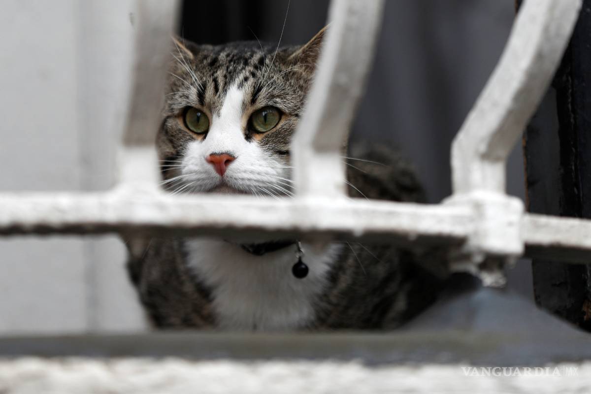$!"El gato de Assange se salvó”, dice abogado que la mascota del fundador de Wikileaks fue retirado de la sede diplomática