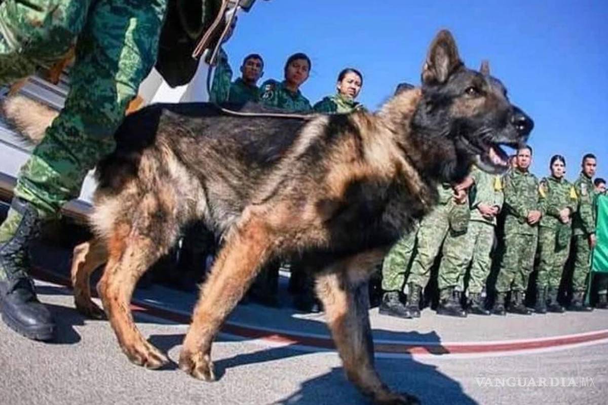 ¡También es un héroe en Turquía! Estambul tendrá monumento en honor a Proteo
