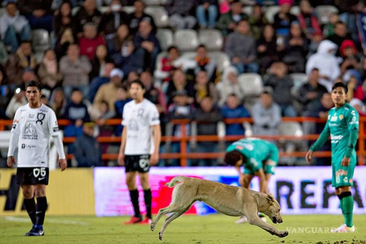 Perros, gatos y águilas verdes