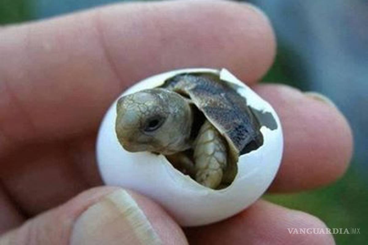 $!¿Sabías que?... 30 datos curiosos que posiblemente desconozcas