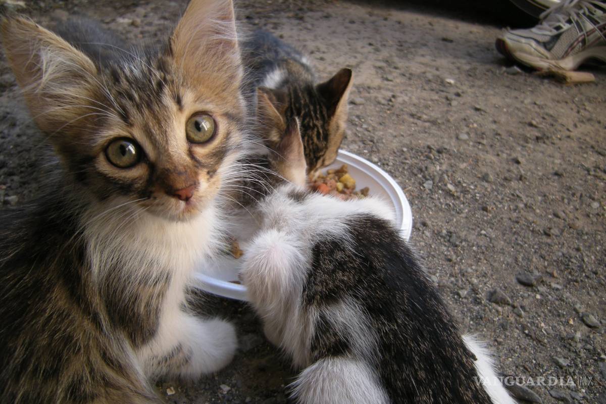 Australia matará 2 millones de gatos en 2020