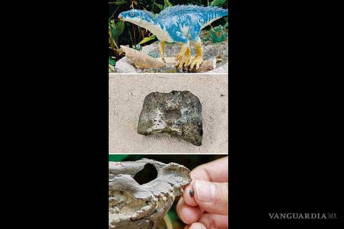Identifican fósiles de nueva familia de dinosaurios en Coahuila