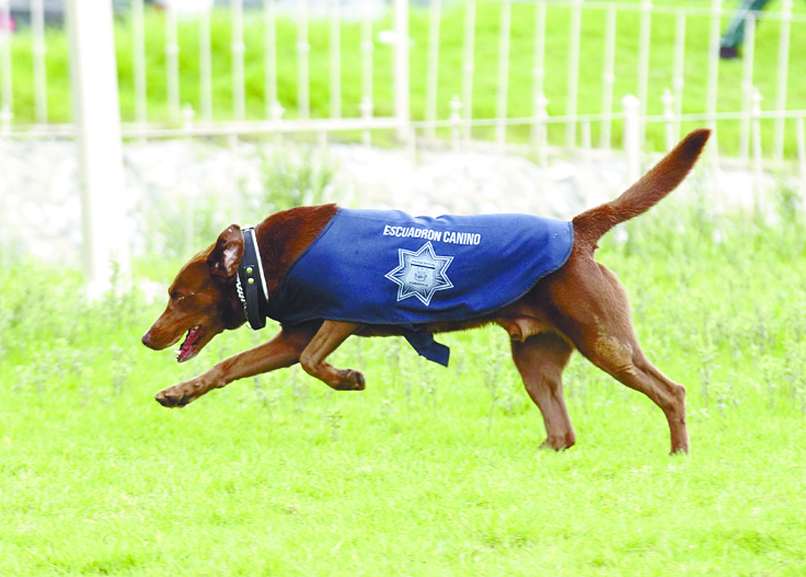 Perros policía: Del rechazo al heroísmo
