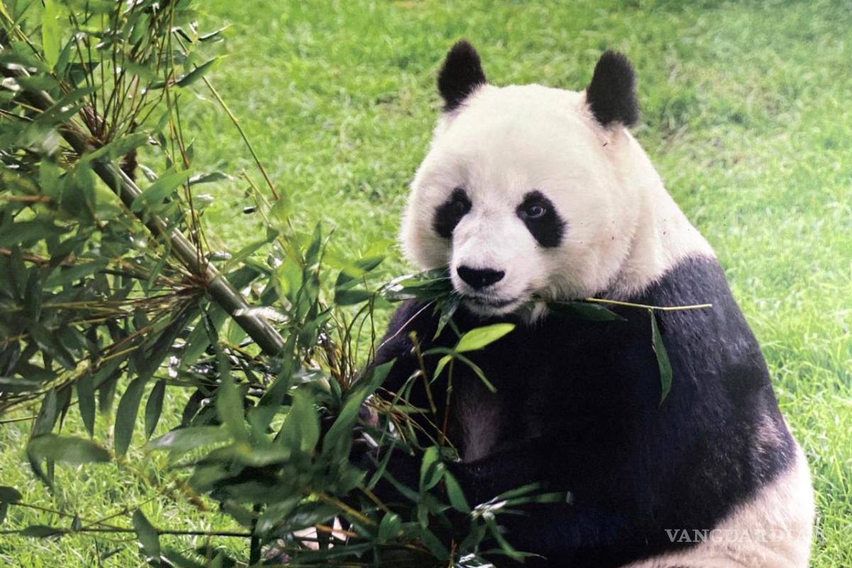 México se quedará sin pandas... a menos que le pague a China