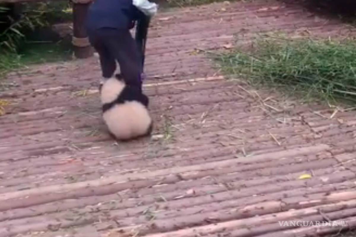 Tierno bebé panda abraza a su cuidador, una y otra vez