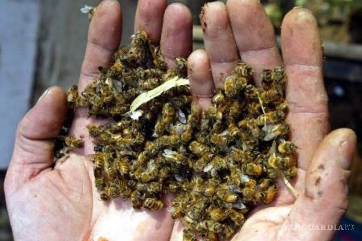 Estudios indican que los neonicotinoides reducen las poblaciones de insectos