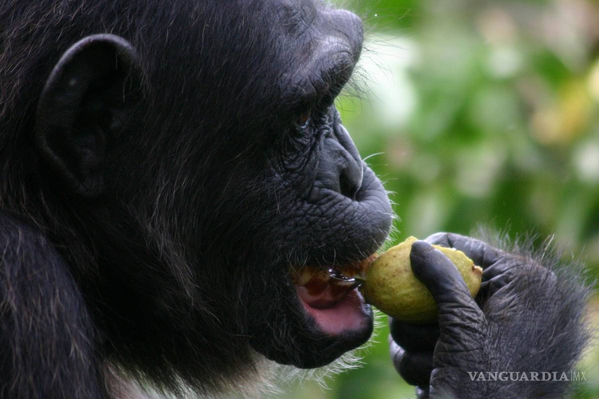 Extinción de animales frugívoros acelera el cambio climático, revela estudio