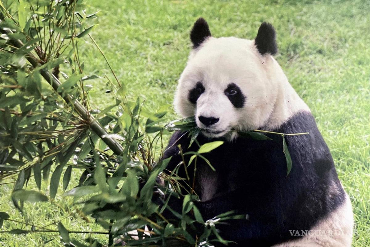 Murió Shuan Shuan, la panda gigante más longeva de México