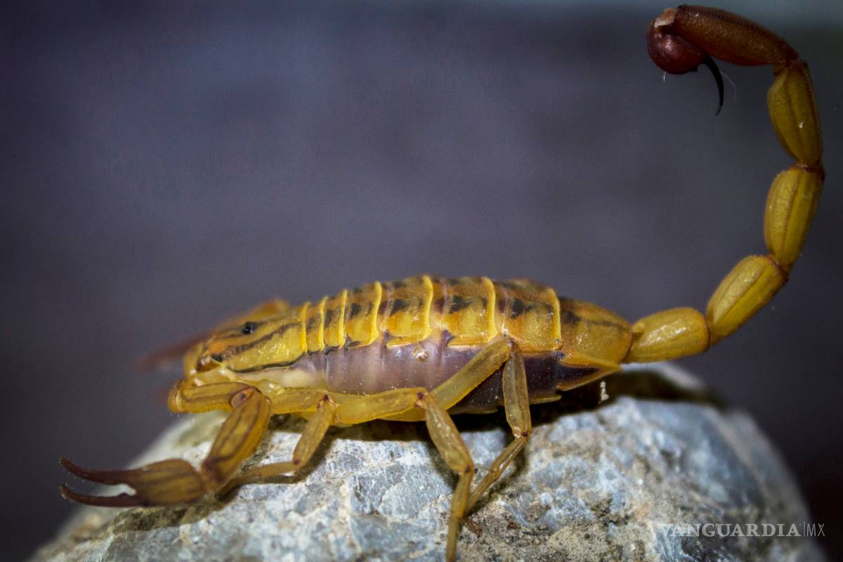 Veneno del alacrán, clave en el combate de enfermedades inmunológicas