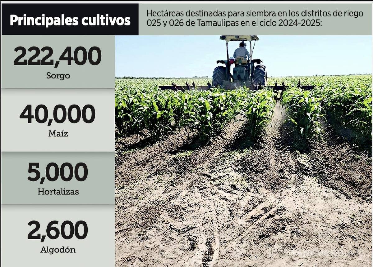 $!De las 270 mil hectáreas sembradas en los Distrito de Riego 025 y 026, al menos 40 mil hectáreas corresponden a maíz mientras que unas 2 mil 600 son de algodón, 5 mil de hortalizas y el resto de sorgo.