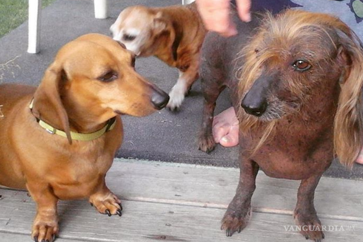 Perrito con “look” de Trump concursa por ser el más feo del mundo