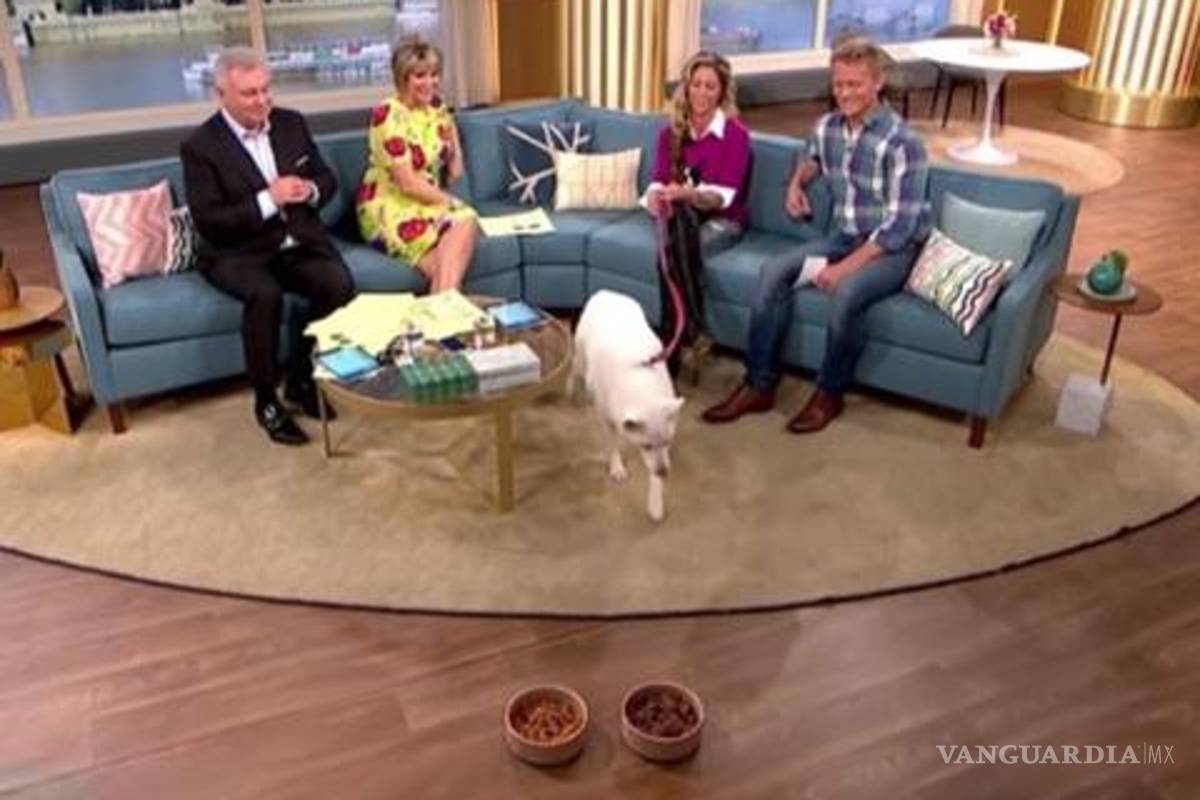 Presumía en TV que su perro era vegetariano... ¡pero él prefirió un plato de carne! (Video)