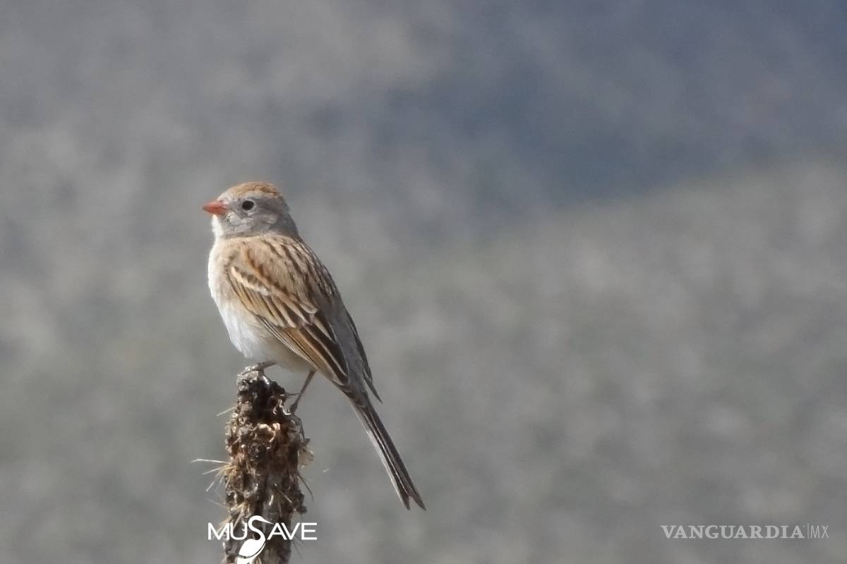 Regresa uno de los gorriones más raros del mundo a Coahuila