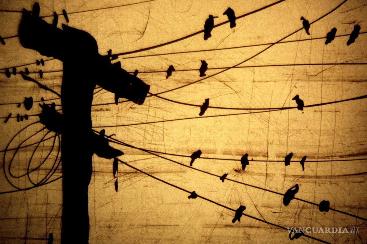 Proyecto Cine a mano cumple 10 años de historias dibujadas en tinta china