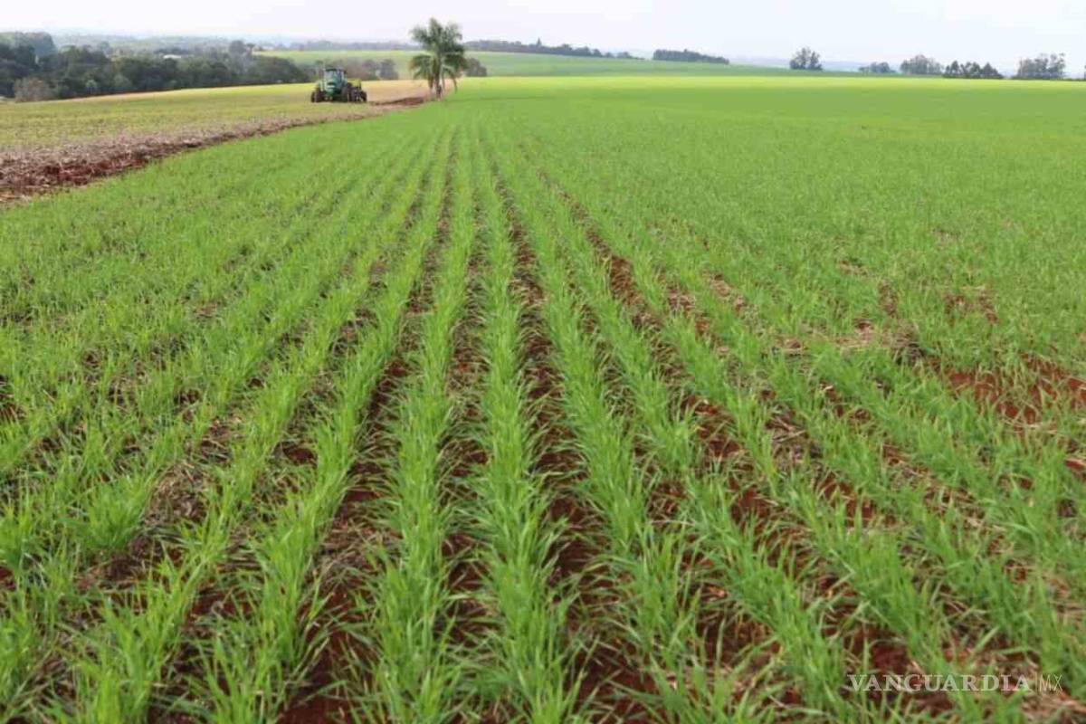 Acuña: Lluvias dan nuevo impulso al campo, afirma director de Fomento Agropecuario