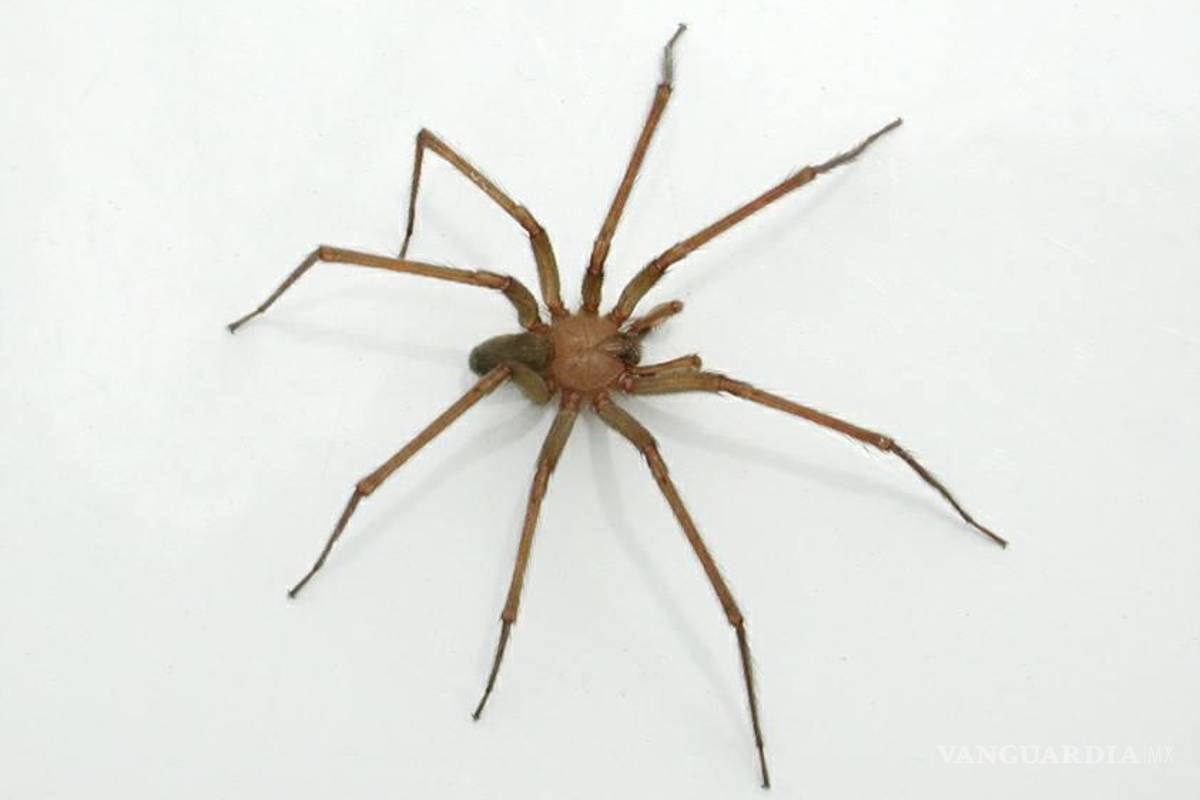 Crecen alertas por araña violinista en Coahuila, fumigación es clave para enfrentarla