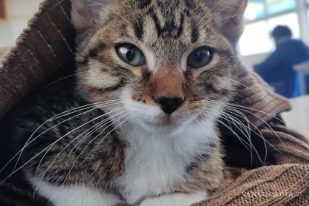 Conmueve muerte de Haru, gatito de la UNAM; fue torturado en las instalaciones del CCH Vallejo