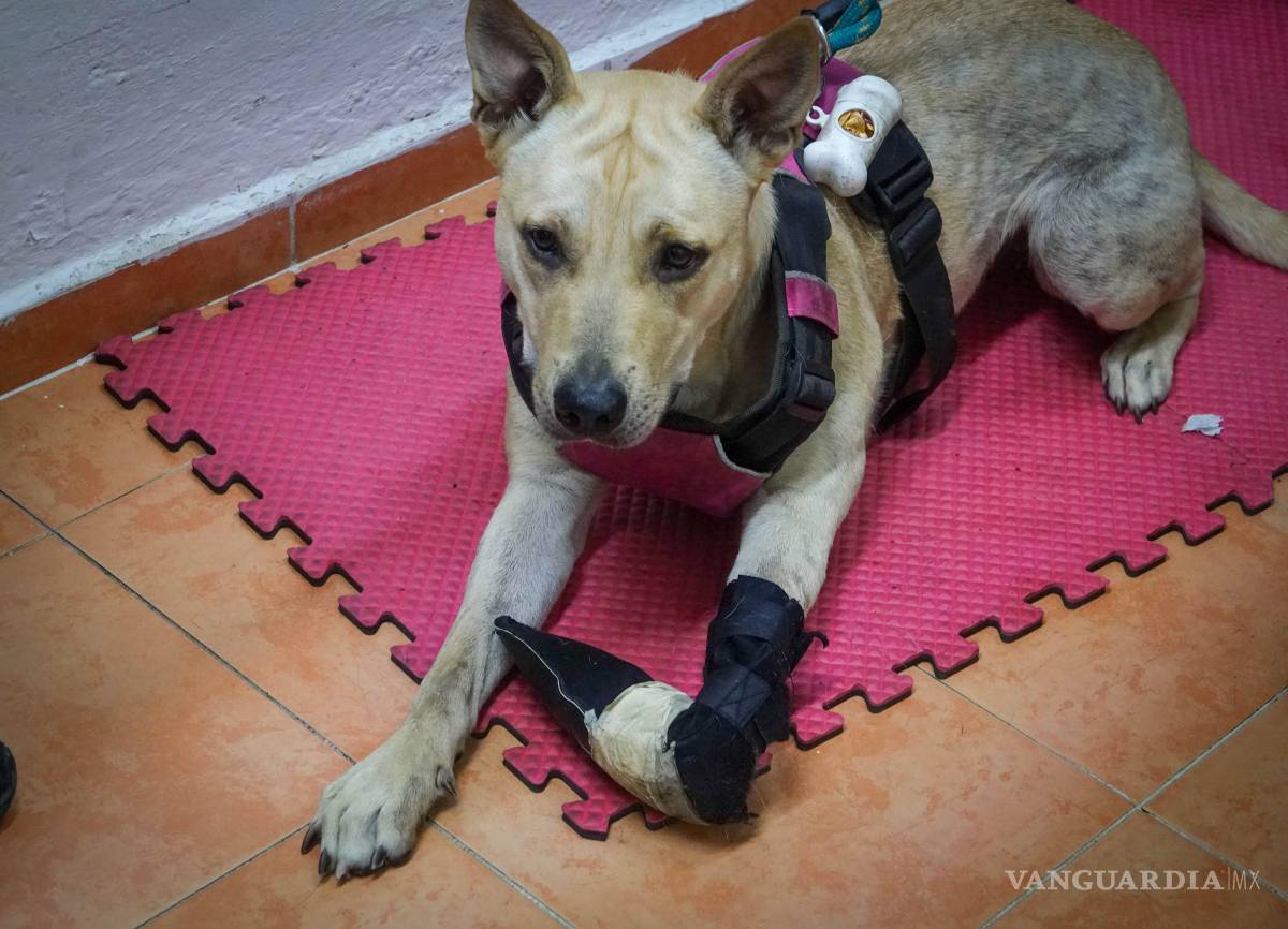 $!Si has presenciado una situación así, puedes presentar una denuncia, y lo mejor: puedes hacerlo de forma anónima.