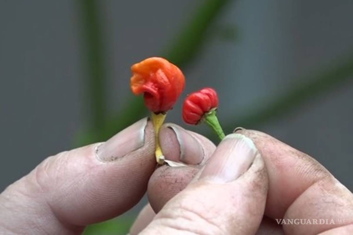 'Aliento de Dragón', un chile que puede matarle si lo come