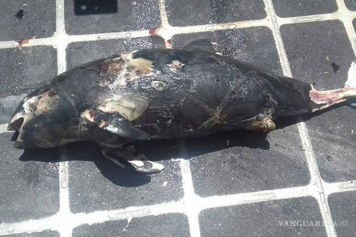 Encuentran tercera vaquita marina muerta en un mes