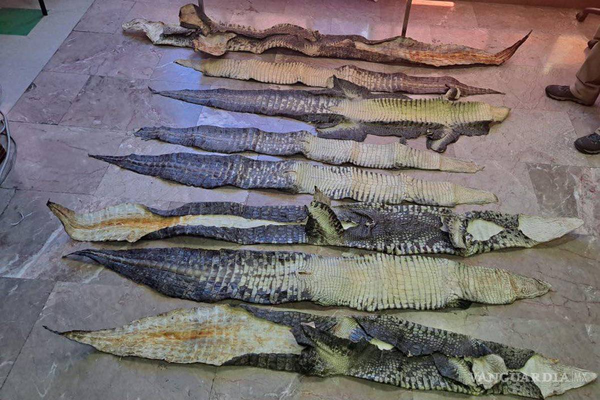Guardia Nacional incauta piel de cocodrilo en empresa de paquetería de Cuautitlán Izcalli