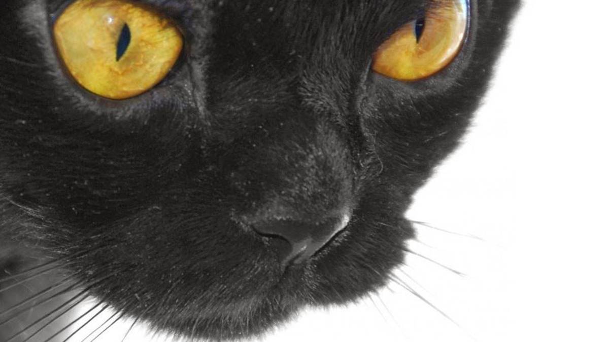 Cuide a sus gatos... es Halloween; gente que se dedica a la brujería sale en busca de felinos para realizar sus hechicerías