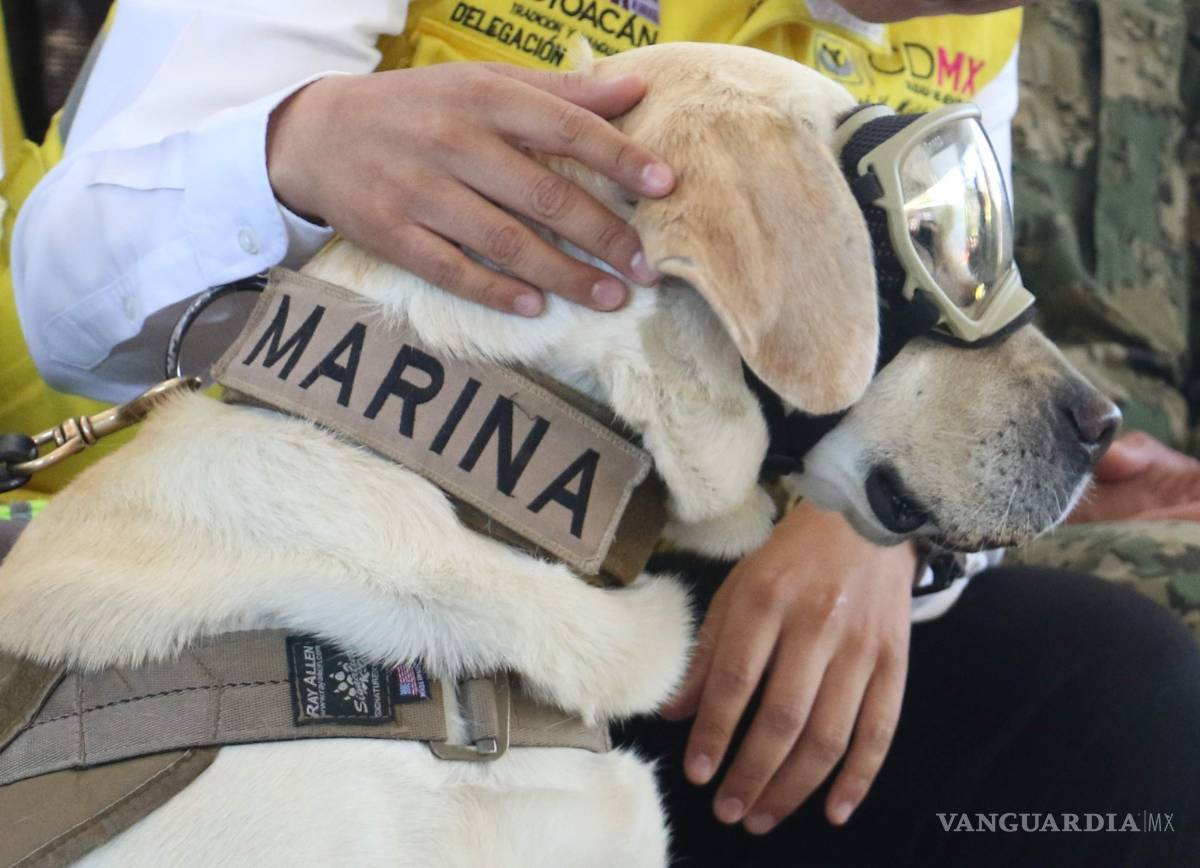 $!¿Qué pasará con ‘Frida’, la perrita rescatista? Te decimos cómo será su vida