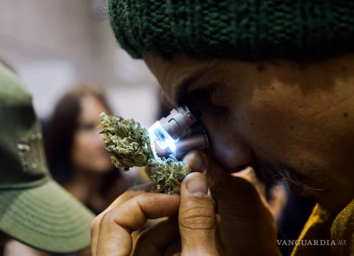 $!Concurso en Uruguay elige las mejores muestras de mariguana