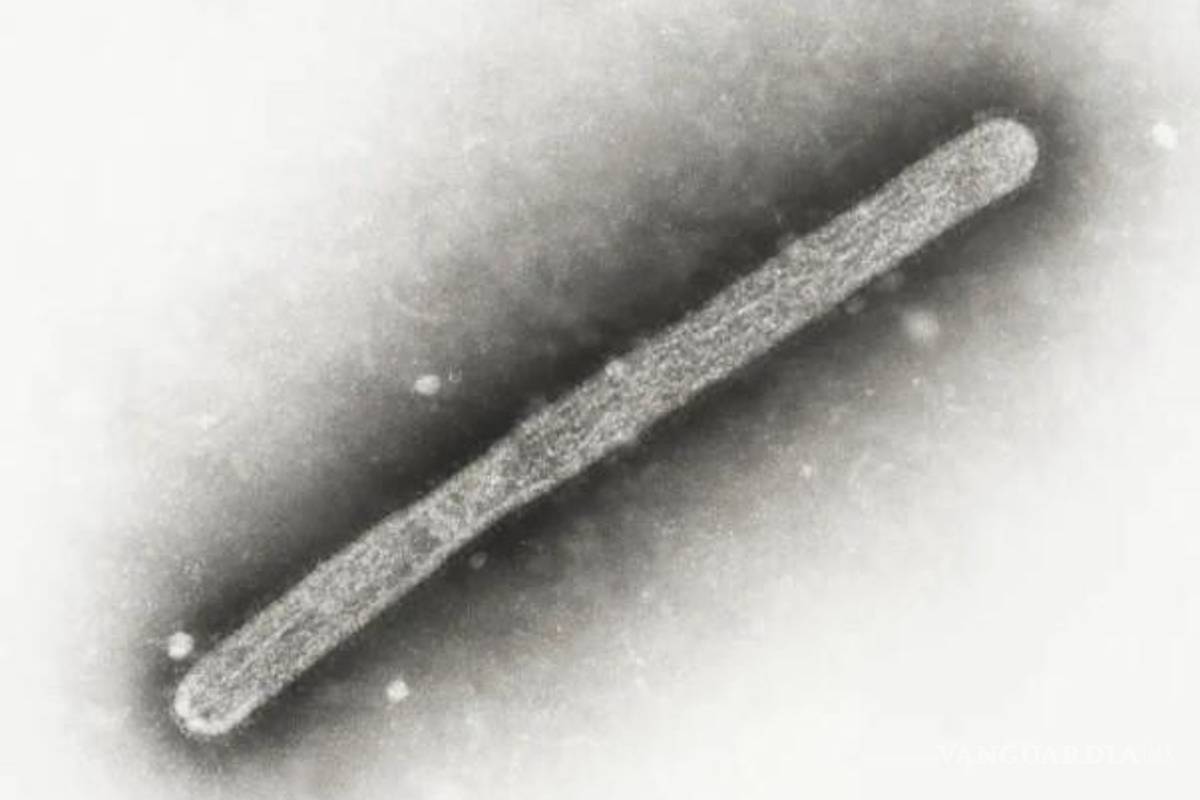 Canadá detecta el primer caso presunto de gripe aviar humana H5