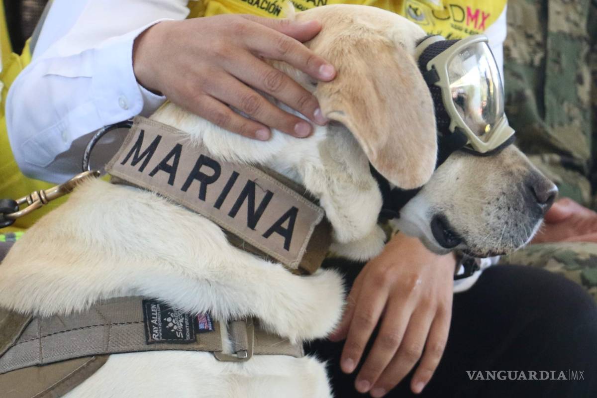 $!¿Qué pasará con ‘Frida’, la perrita rescatista? Te decimos cómo será su vida