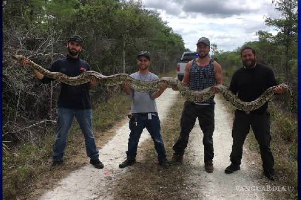 Capturan en los Everglades de Florida una serpiente pitón de 15 pies